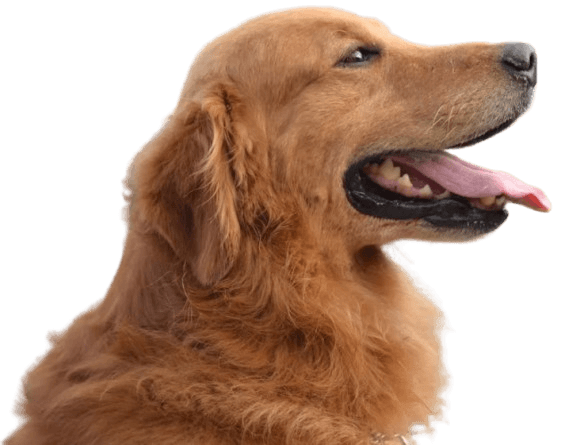Productos para perros
